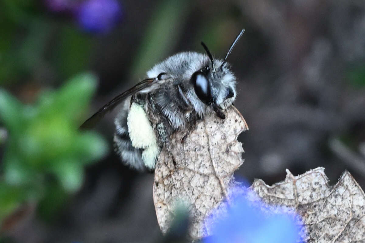 Слика од Anthophora pacifica Cresson 1879