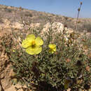 Image of Helianthemum ventosum Boiss.