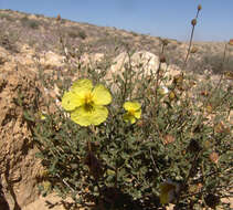 Image of Helianthemum ventosum Boiss.