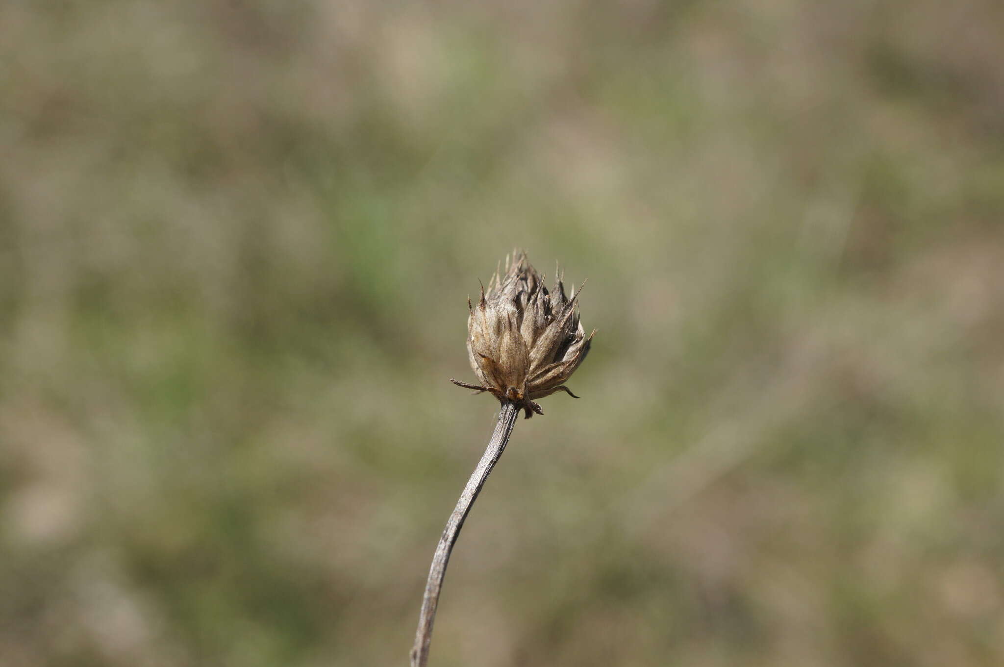 Cephalaria transsylvanica (L.) Schrad. ex Roem. & Schult. resmi