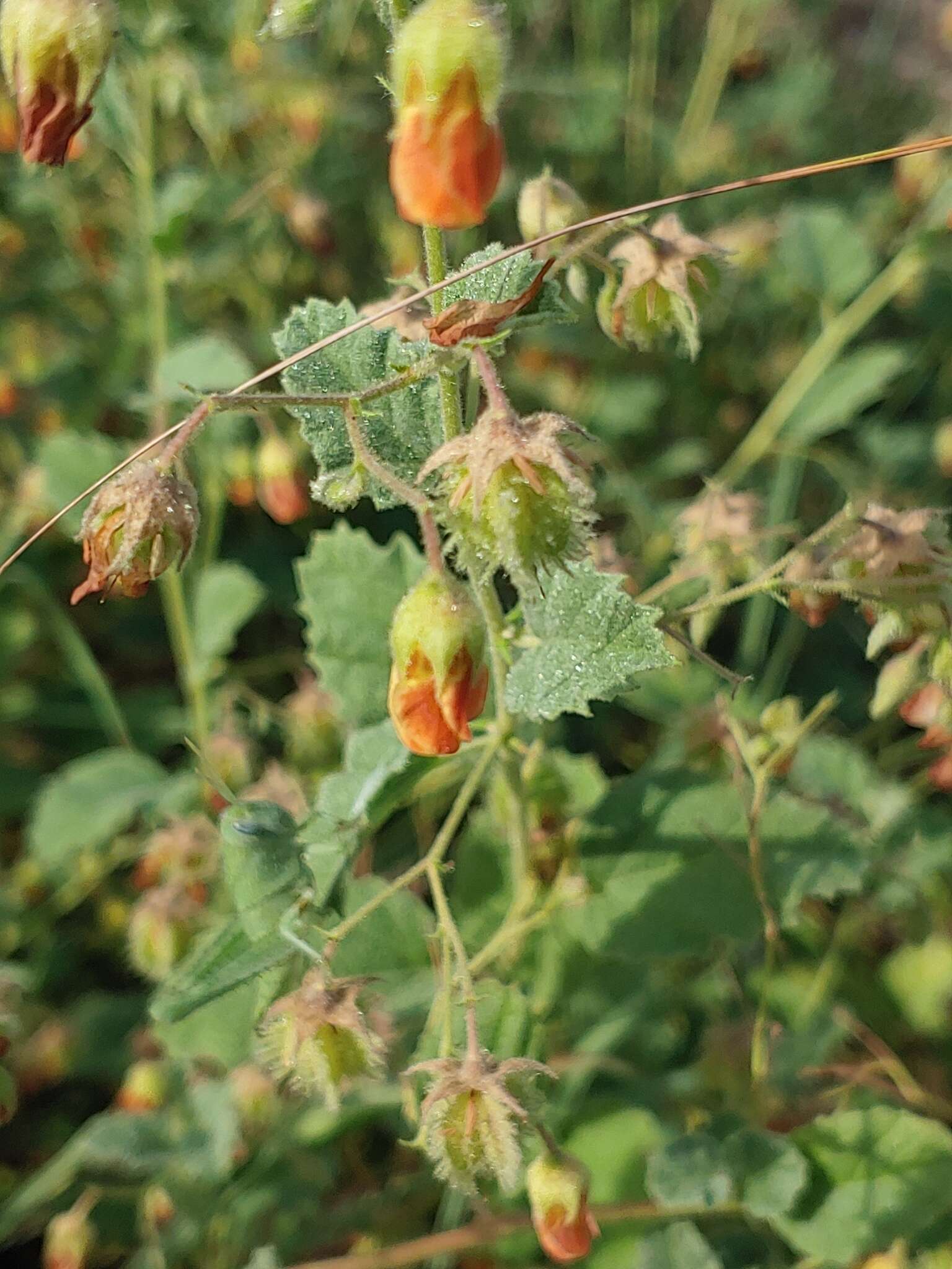 Plancia ëd Hermannia texana A. Gray