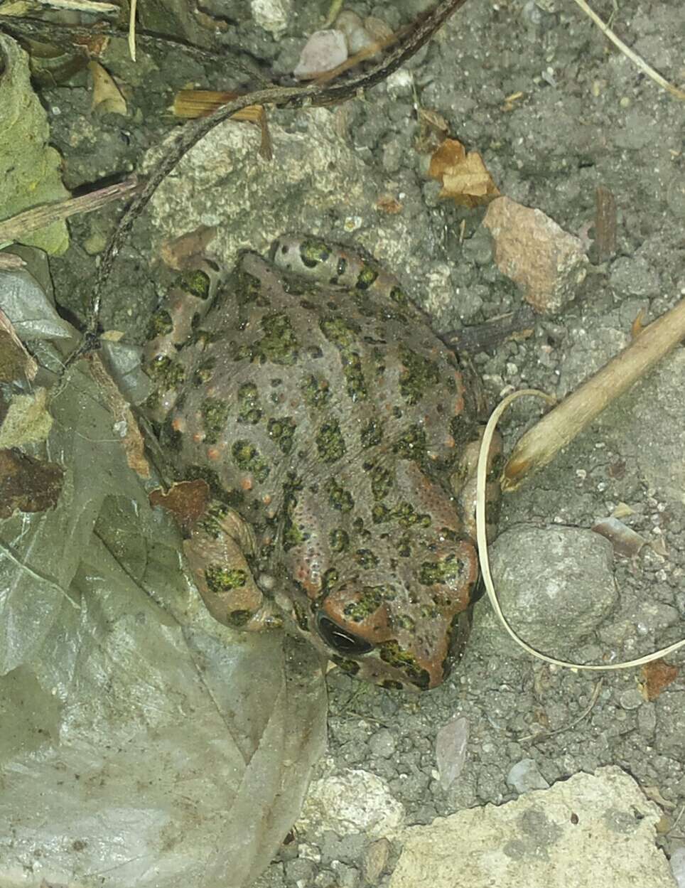 Image of European green toad