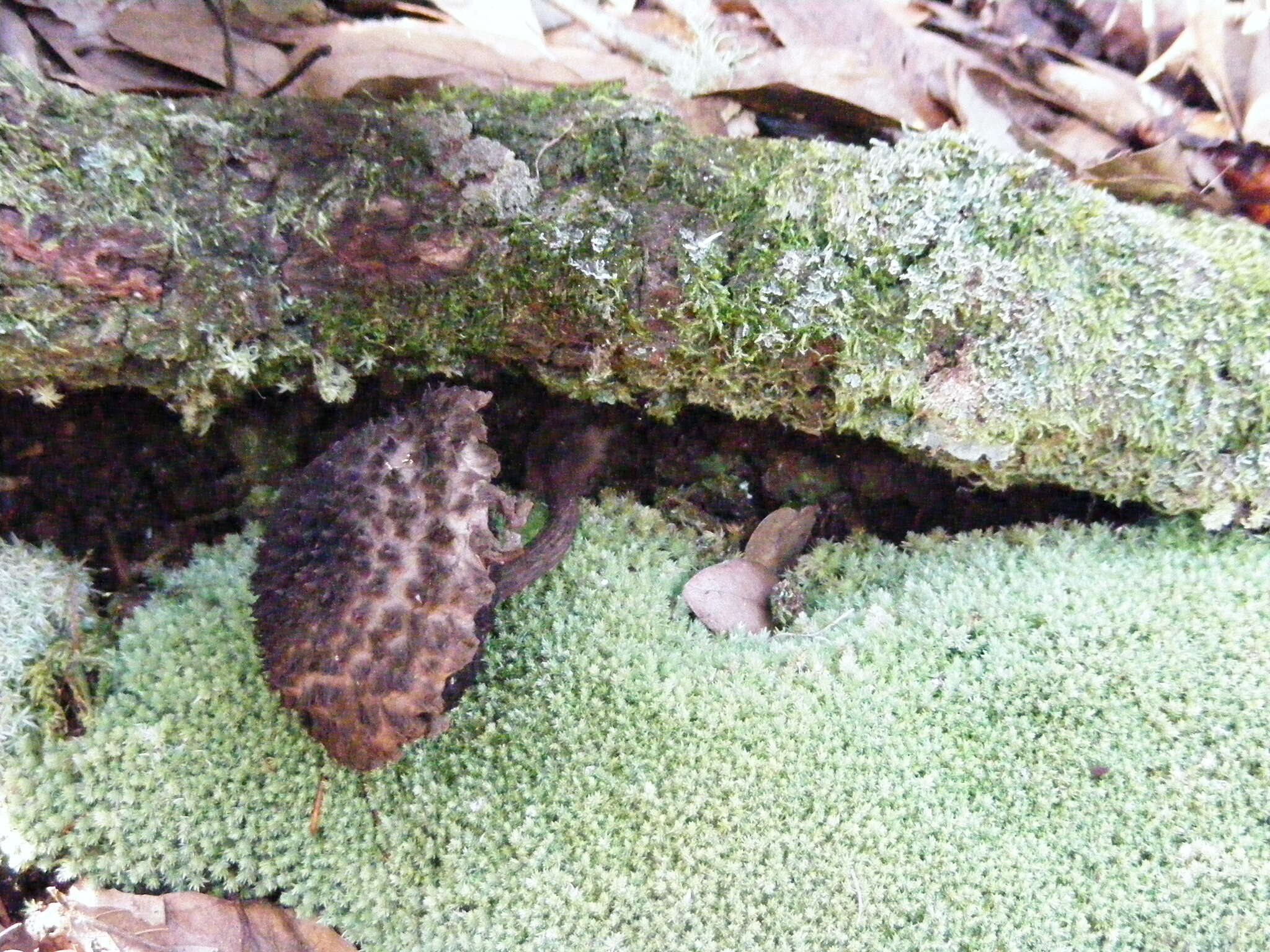 Слика од Strobilomyces confusus Singer 1945