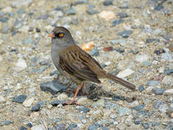 Image of Volcano Junco