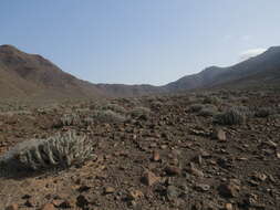 Image of Euphorbia handiensis Burchard