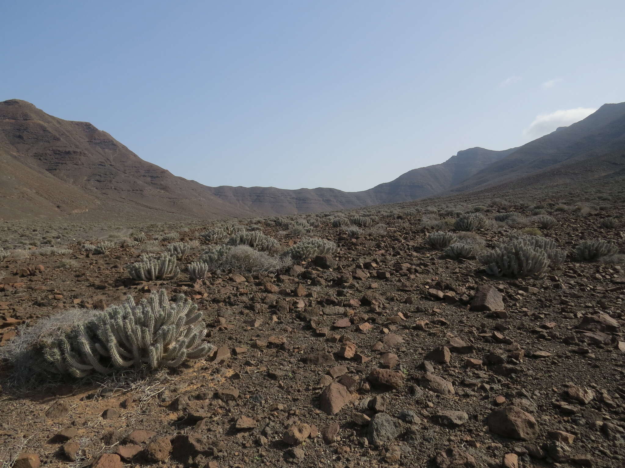 Image of Euphorbia handiensis Burchard