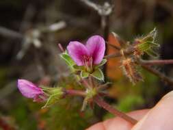 Image of Pelargonium hirtum (Burm. fil.) Jacq.