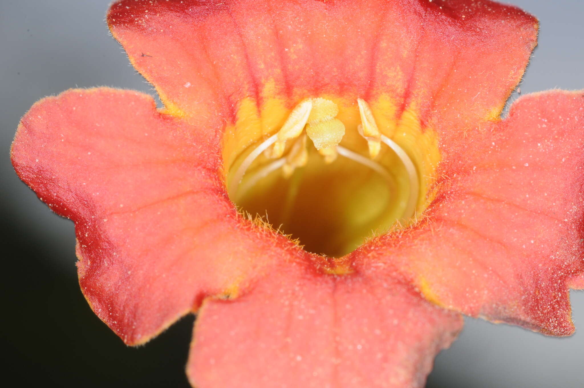 Image of Tecoma tenuiflora (A. DC.) Fabris