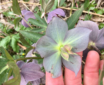 Image of purple hellebore