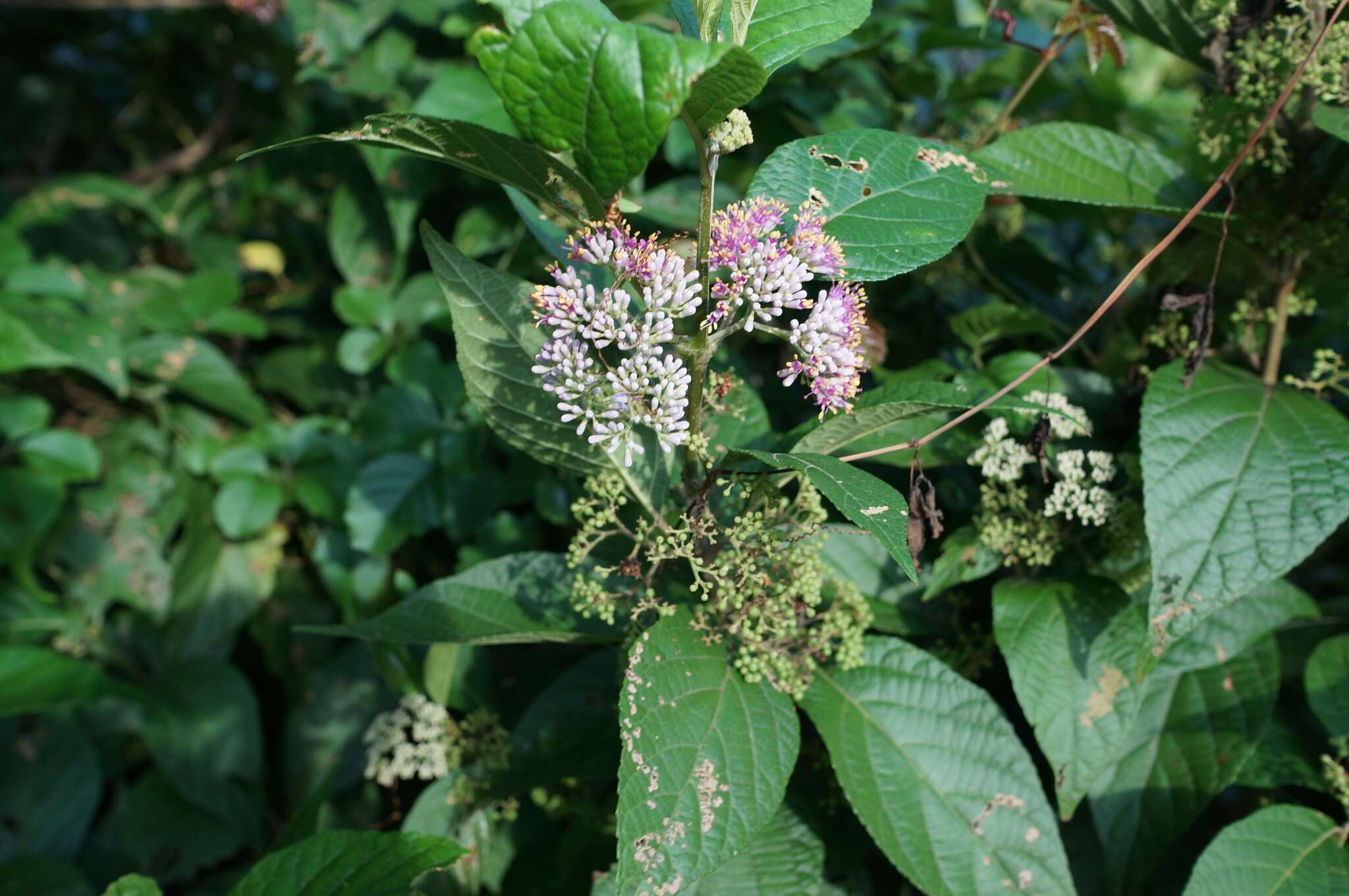 Image of Japanese callicarpa