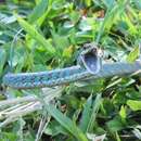 Image of Copper Parrot Snake