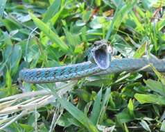 Image of Copper Parrot Snake