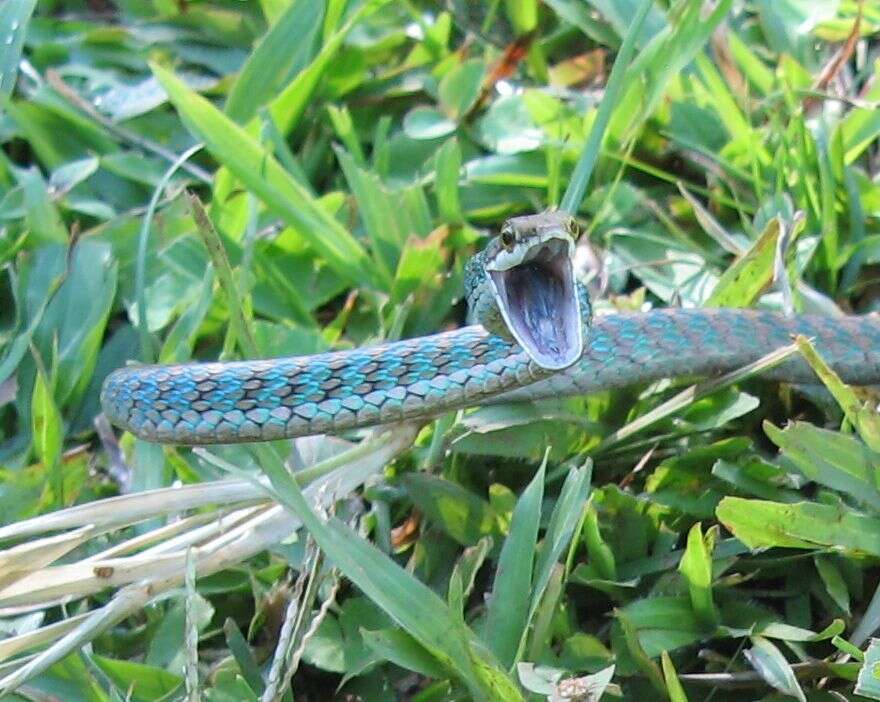 Image of Copper Parrot Snake