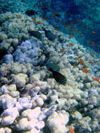 Image of Desjardin's Sailfin Tang