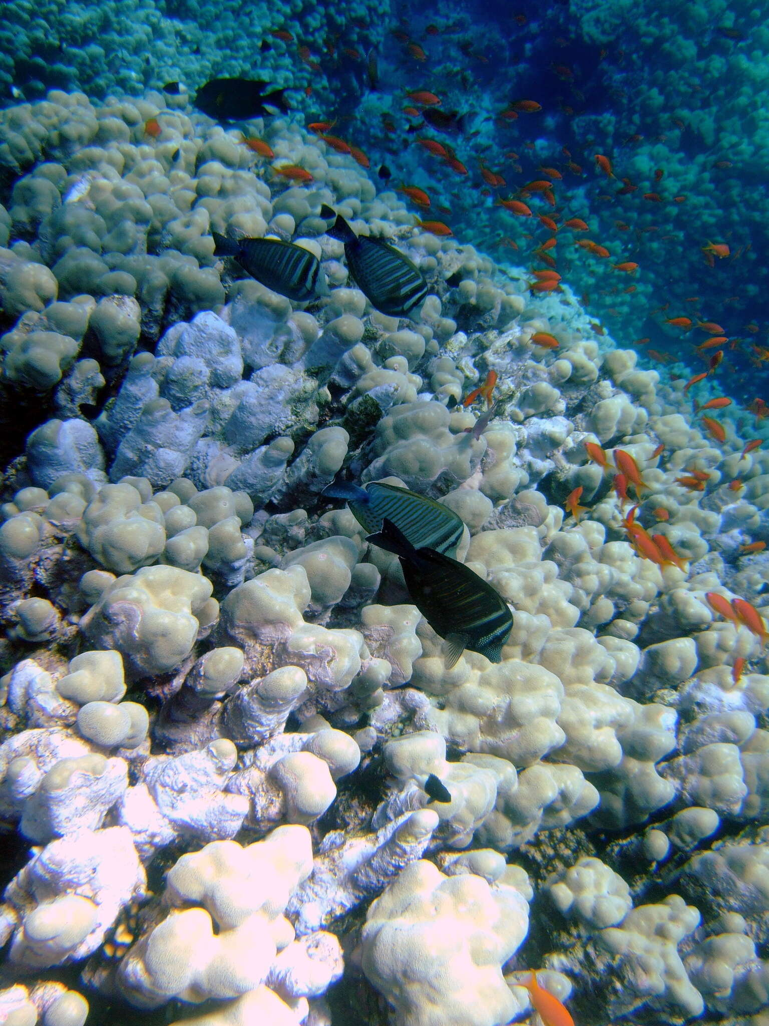 Image of Desjardin's Sailfin Tang