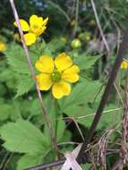 Image de Geum macrophyllum var. macrophyllum