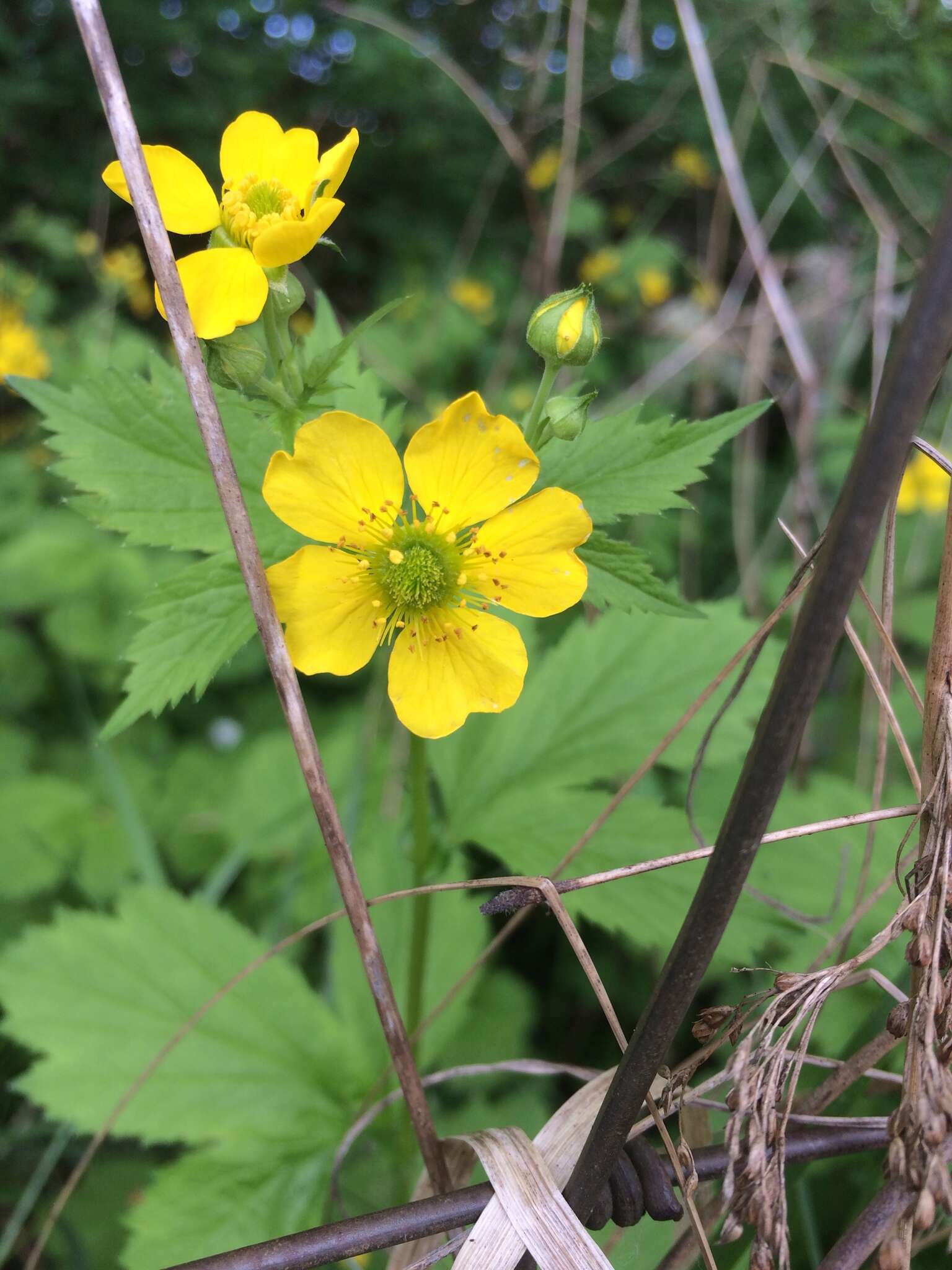 Image de Geum macrophyllum var. macrophyllum