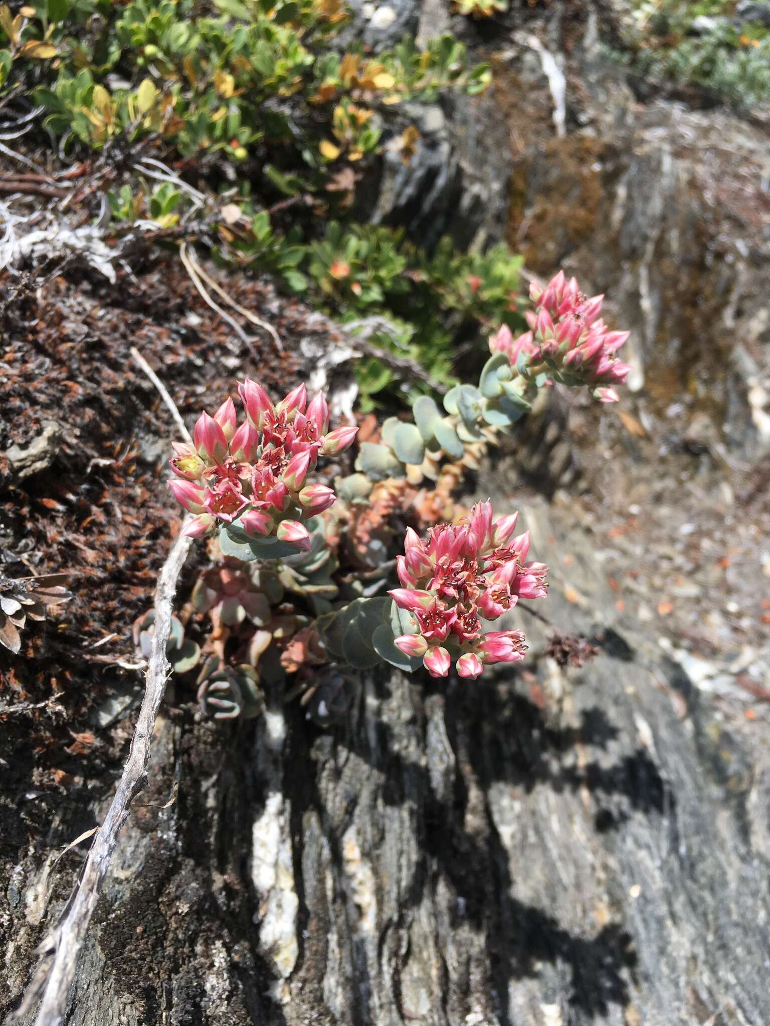 Image of roseflower stonecrop