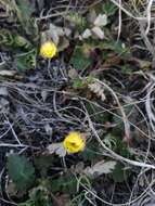 Image of Geum geoides (Pall.) Smedmark