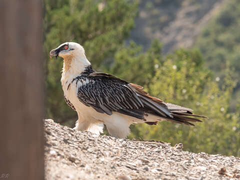 Image of Gypaetus barbatus barbatus (Linnaeus 1758)