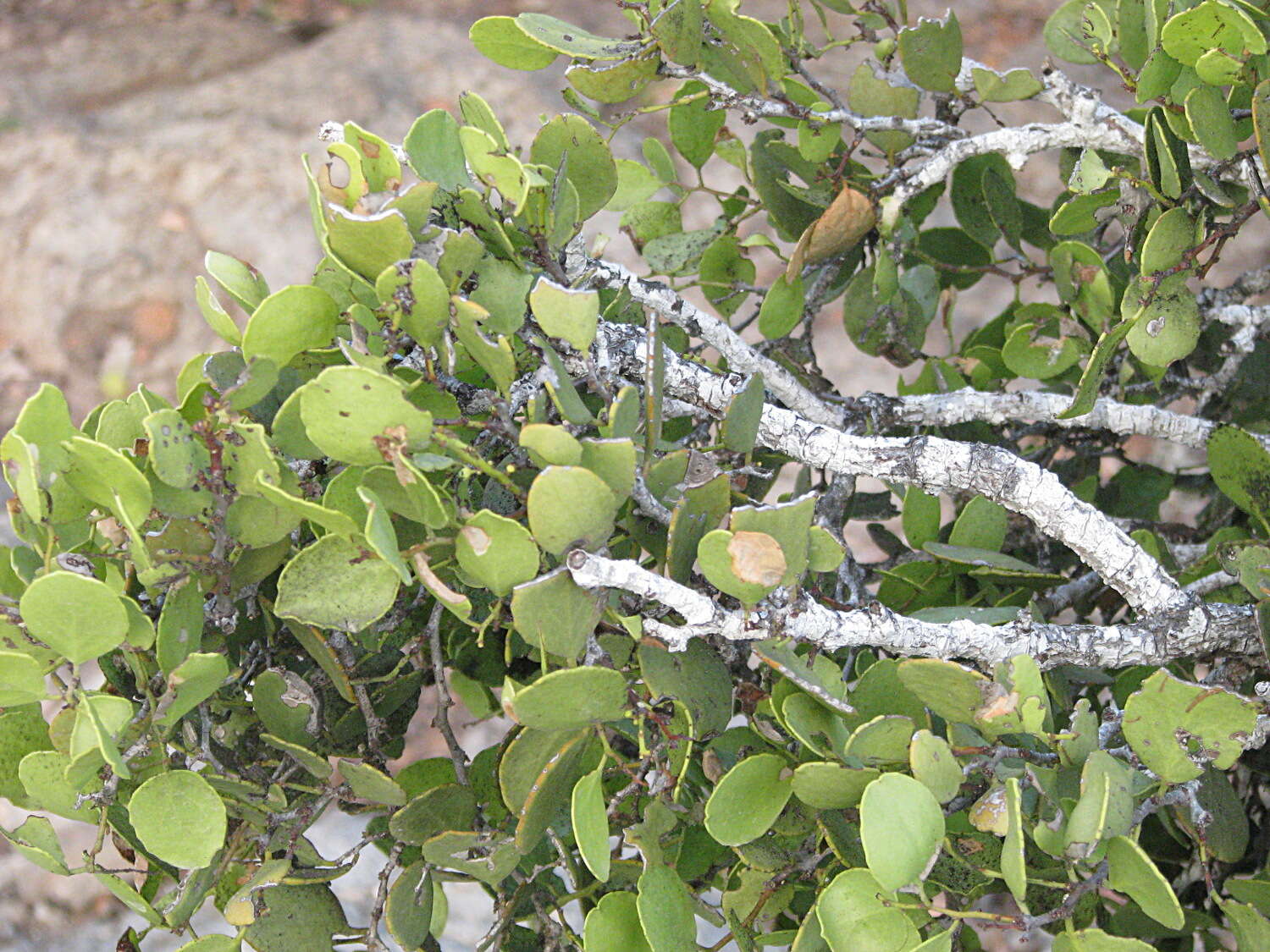 Image of Galápagos leatherleaf