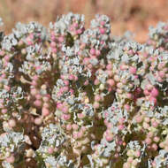 Plancia ëd Atriplex holocarpa F. Müll.