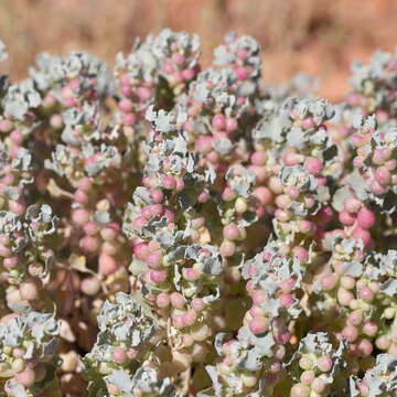 Image de Atriplex holocarpa F. Müll.