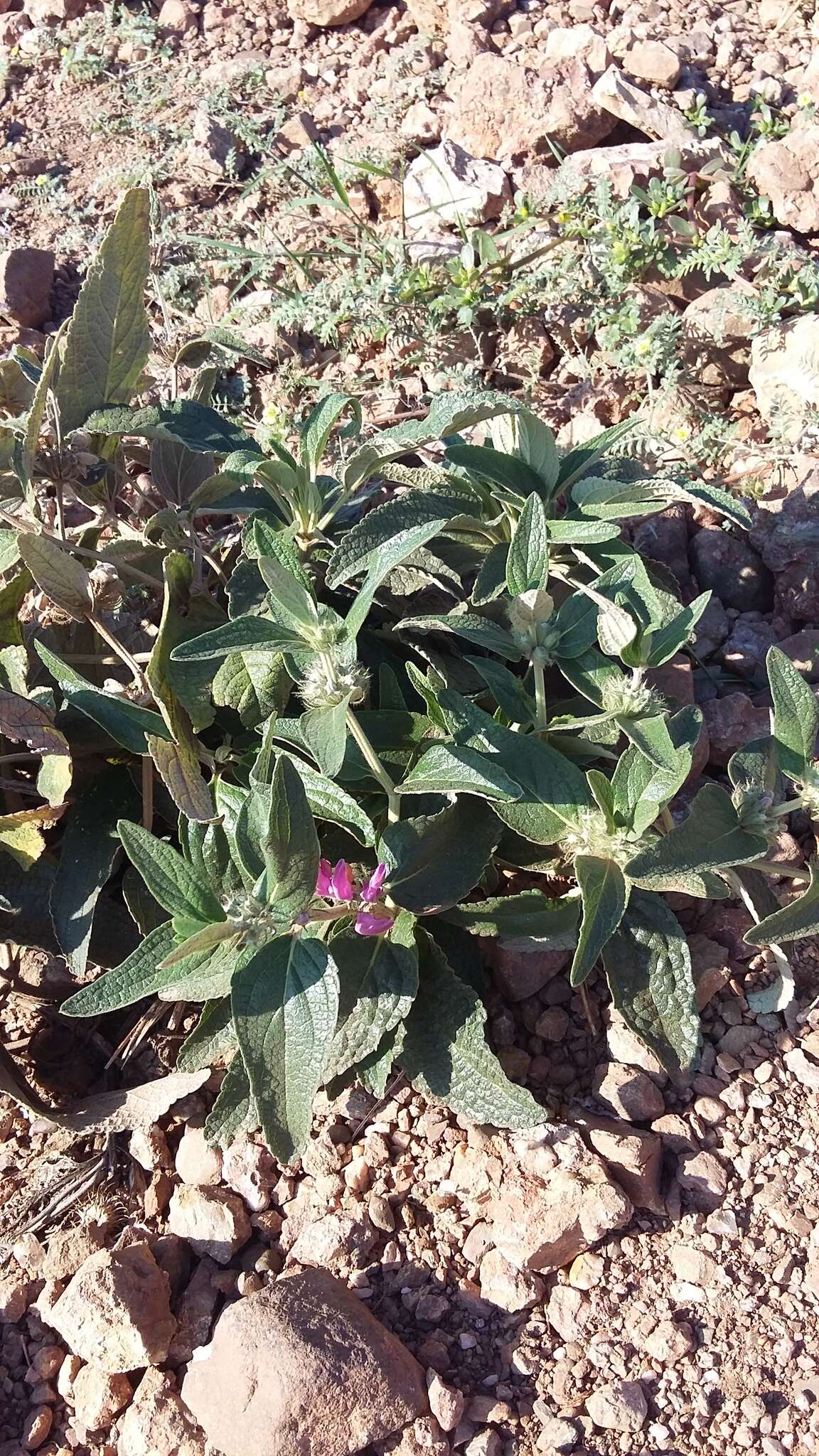 Image of Phlomis herba-venti subsp. pungens (Willd.) Maire ex De Filipps