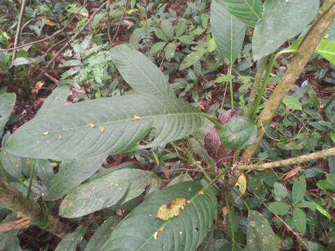 Philodendron oblongum (Vell.) Kunth resmi