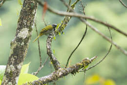 Image of Buff-throated Saltator