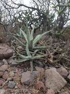 صورة Agave cerulata Trel.