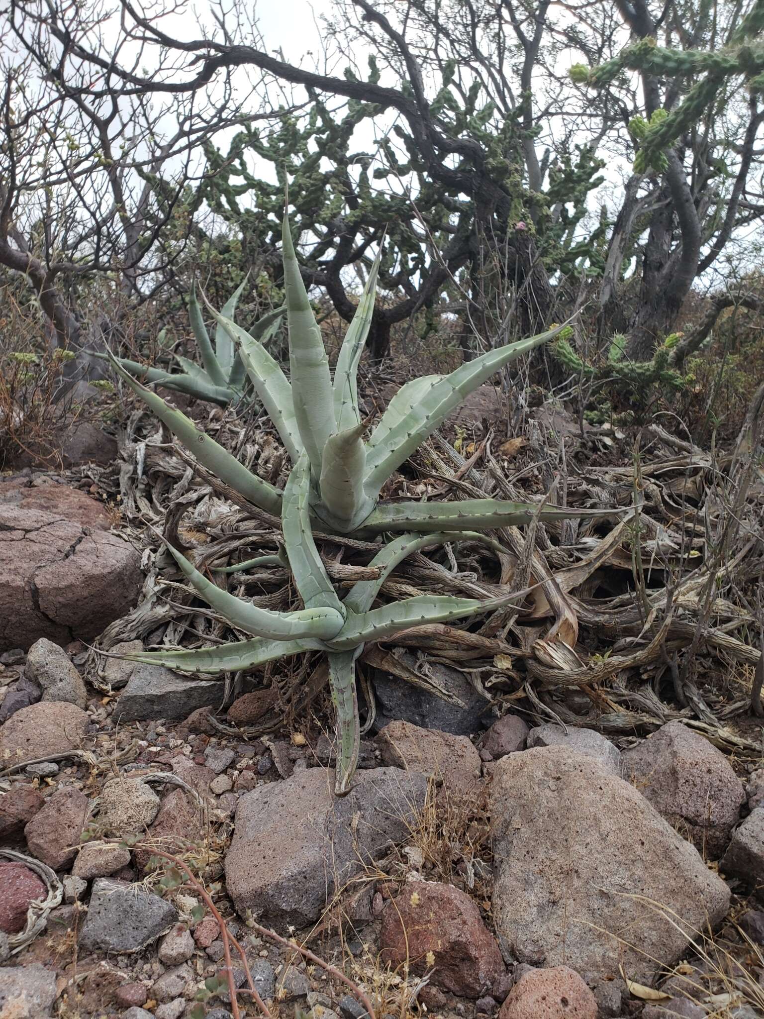 صورة Agave cerulata Trel.