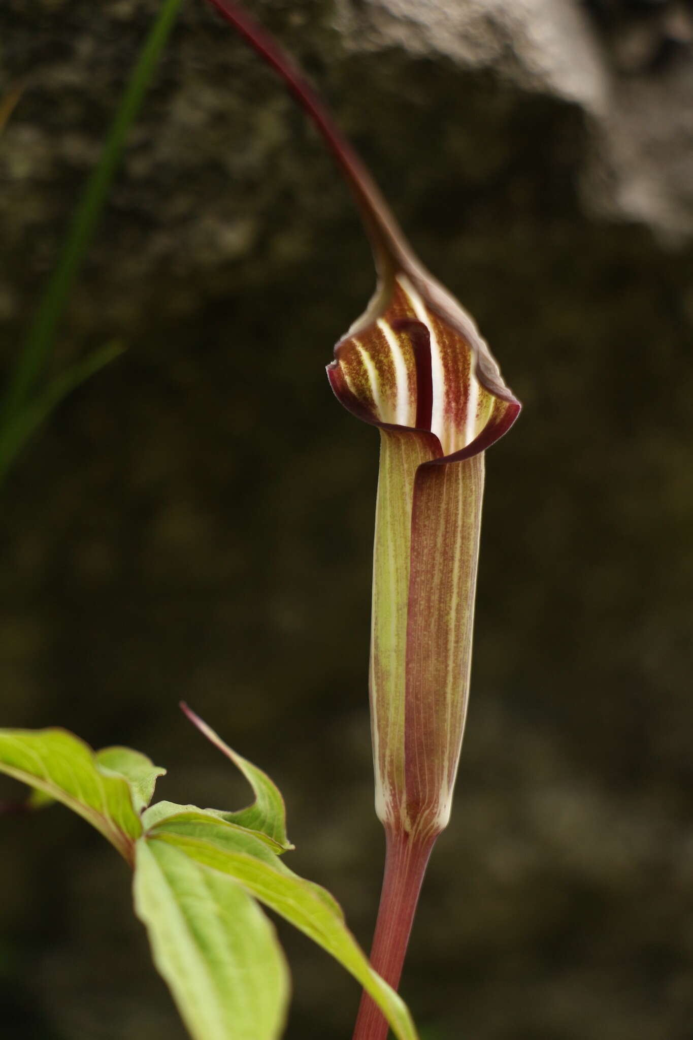 Image of Jacquemont's Cobra-Lily