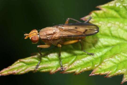 Image de Tetanocera elata (Fabricius 1781)