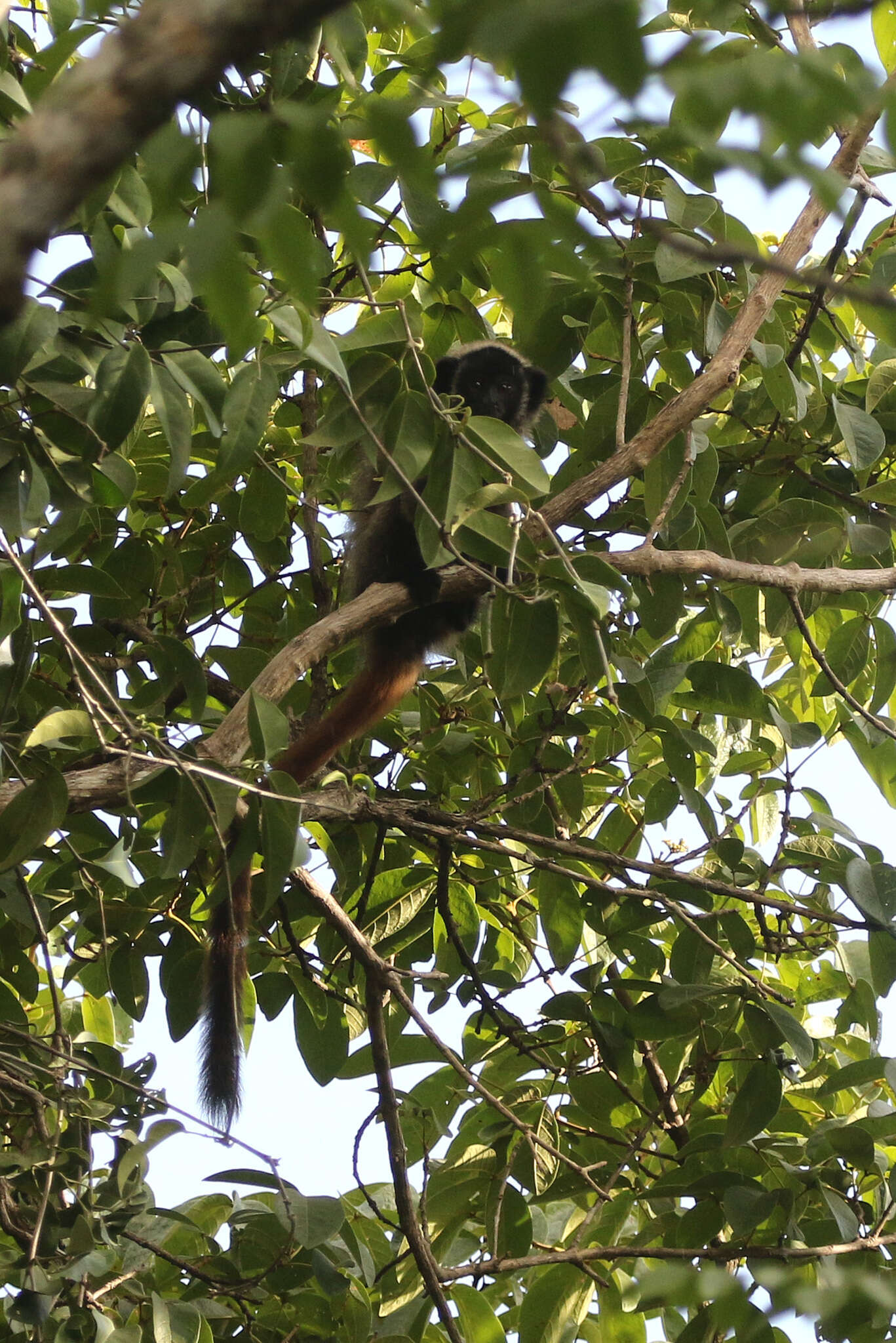 Image of Coimbra Filho's Titi Monkey