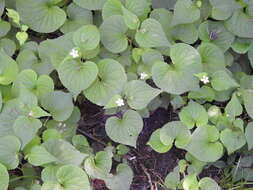 Sivun Viola canadensis var. rugulosa (Greene) C. L. Hitchc. kuva