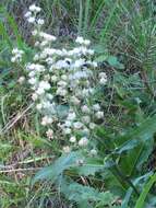 Sivun Parthenium integrifolium var. mabryanum Mears kuva