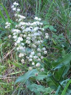 Sivun Parthenium integrifolium var. mabryanum Mears kuva