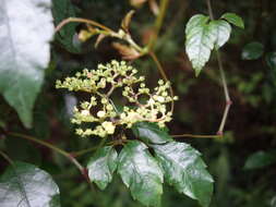 Image de Causonis corniculata