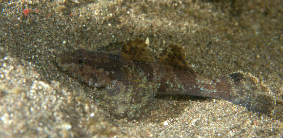 Image of Hasselt&#39;s flap-headed goby