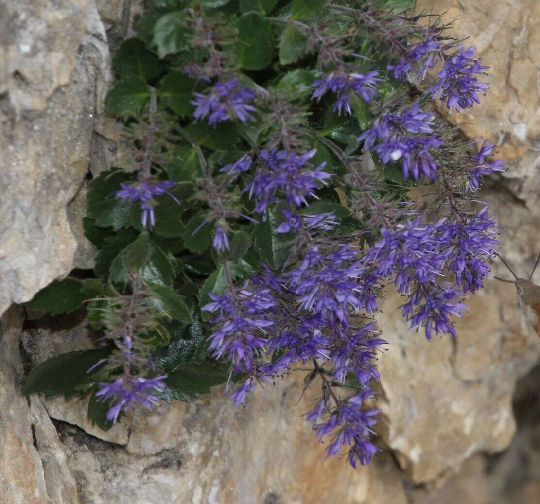 Image de Paederota bonarota (L.) L.