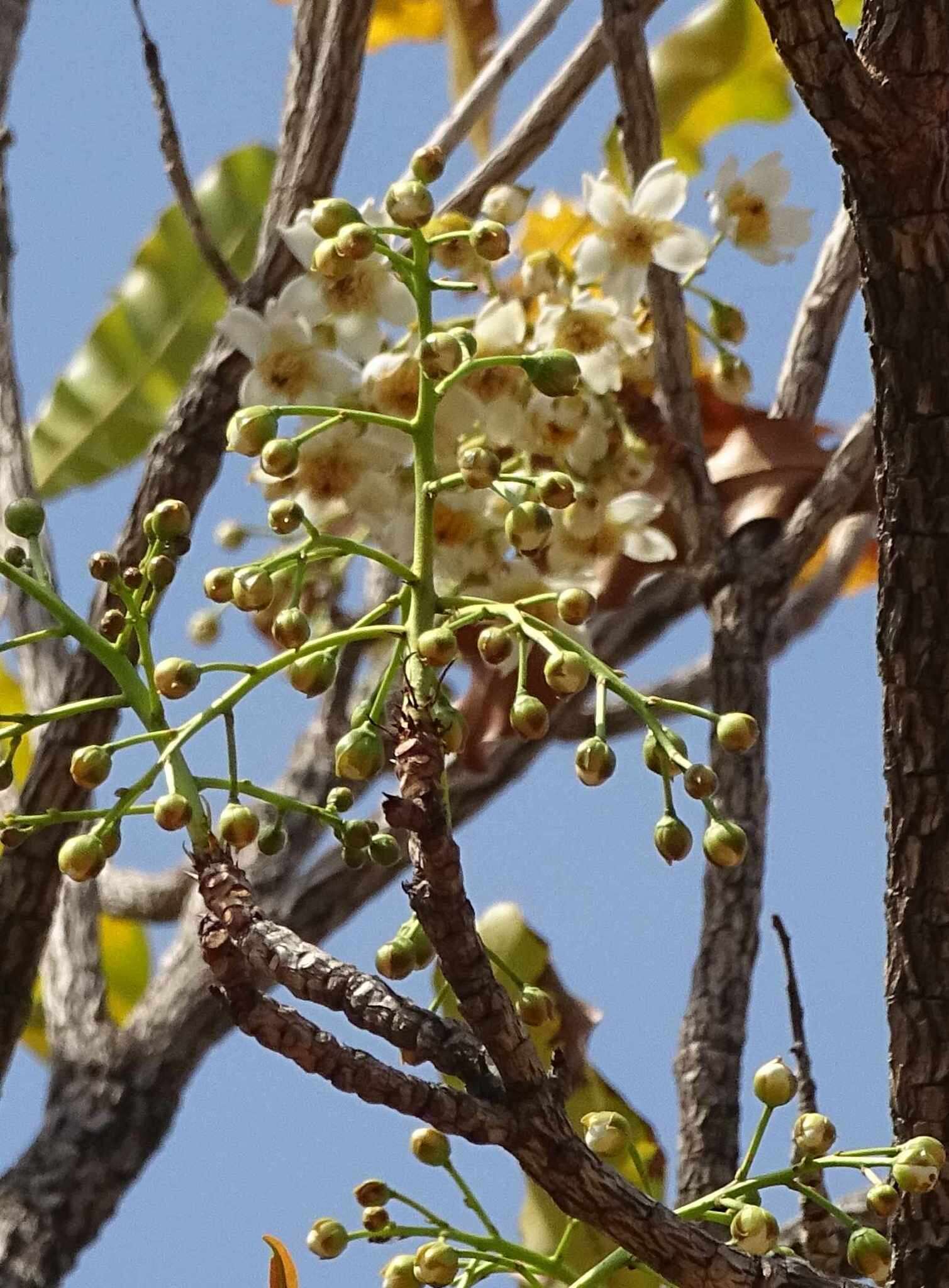 Image of Lophira lanceolata