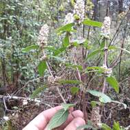 Image of Cunila lythrifolia Benth.