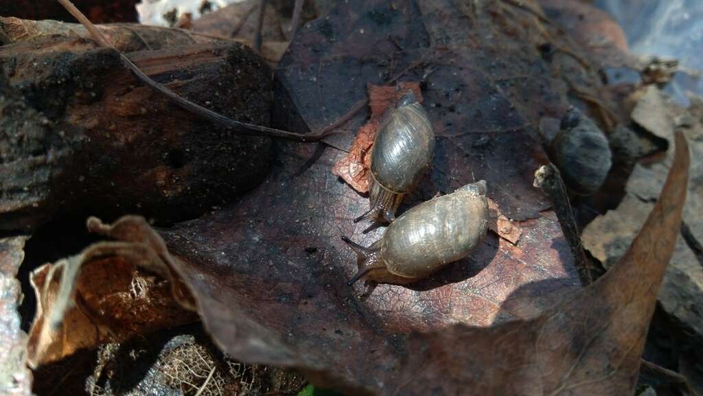 Image of amber snail