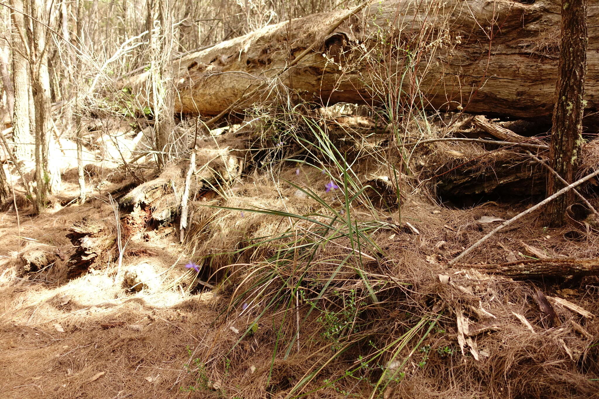 Image of Dianella revoluta var. revoluta