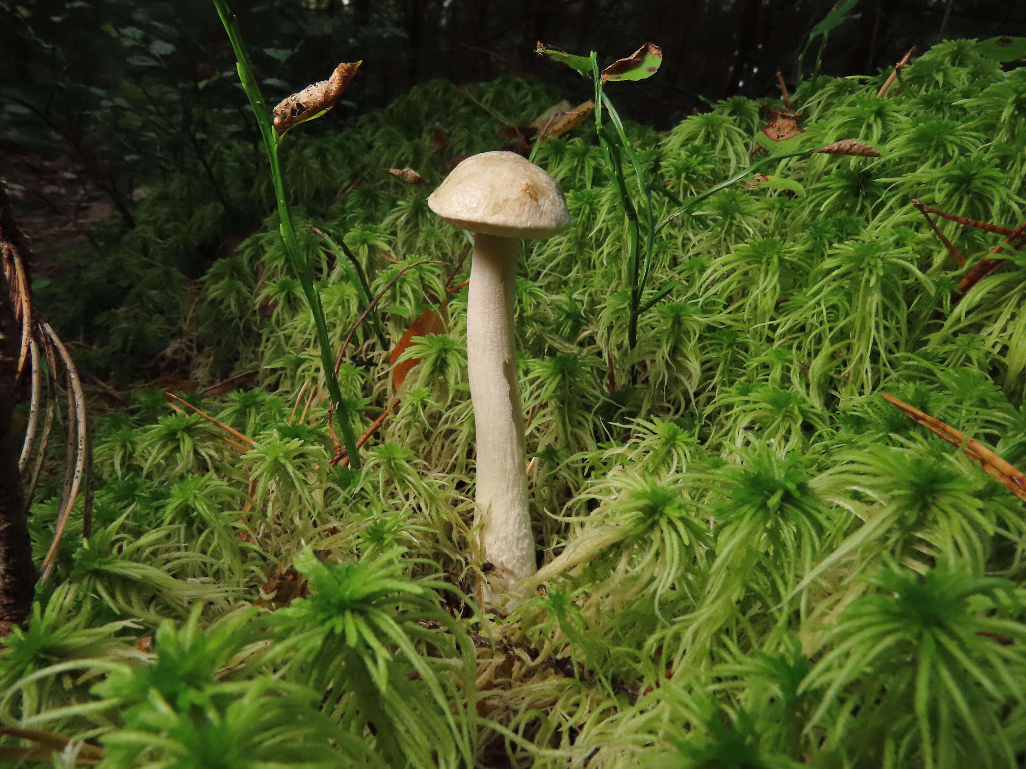 Image of Leccinum holopus (Rostk.) Watling 1960