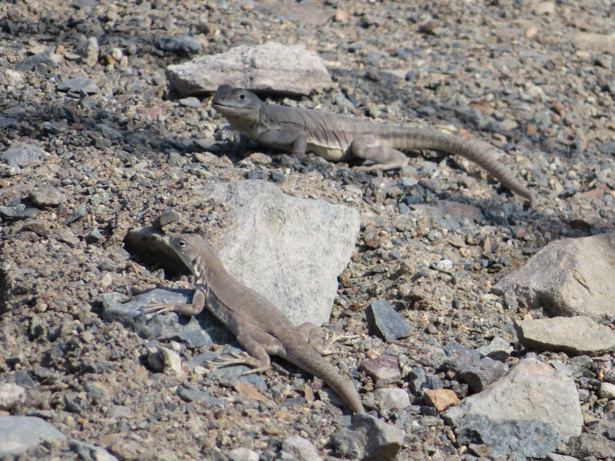 Image of Peru Pacific Iguana