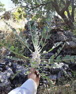 Imagem de Astragalus oleaefolius DC.