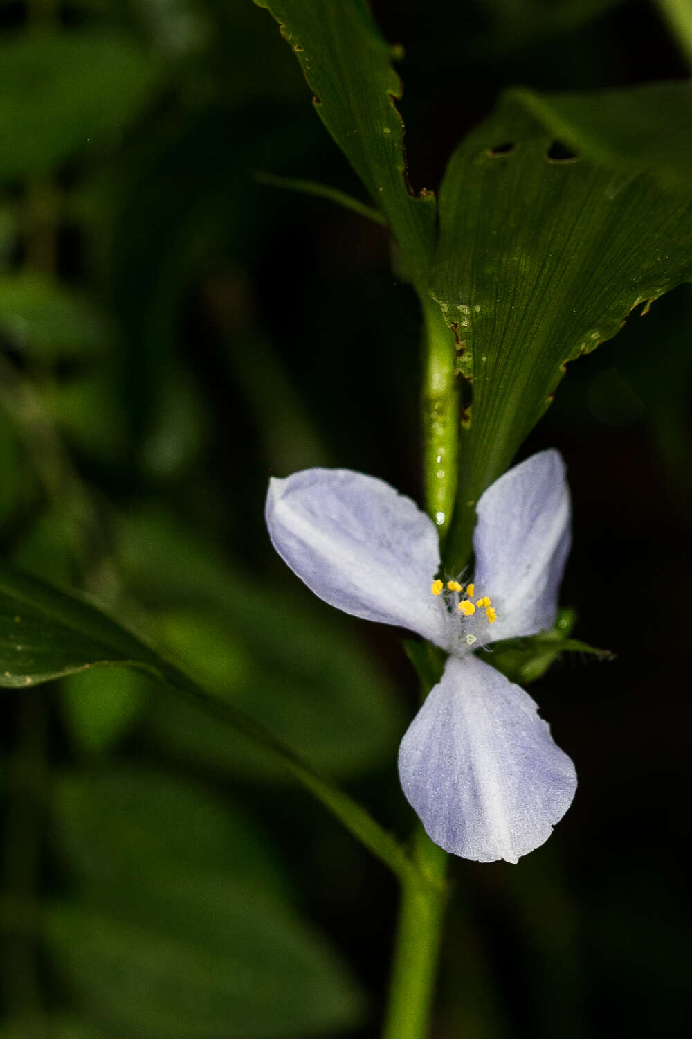 Image de Coleotrype natalensis C. B. Clarke