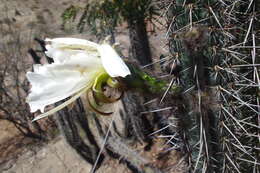 Image de Echinopsis pachanoi (Britton & Rose) H. Friedrich & G. D. Rowley